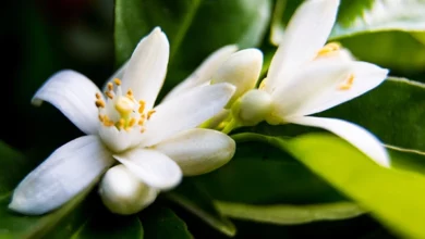 خواص عرق بهار نارنج برای صورت: راهنمای جامع و علمی