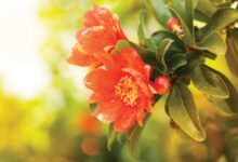 خواص گل انار برای لاغری: رویکردی علمی به مدیریت وزن