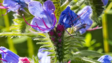 گل گاوزبان برای زنان: بررسی جامع خواص، فواید و نکات احتیاطی