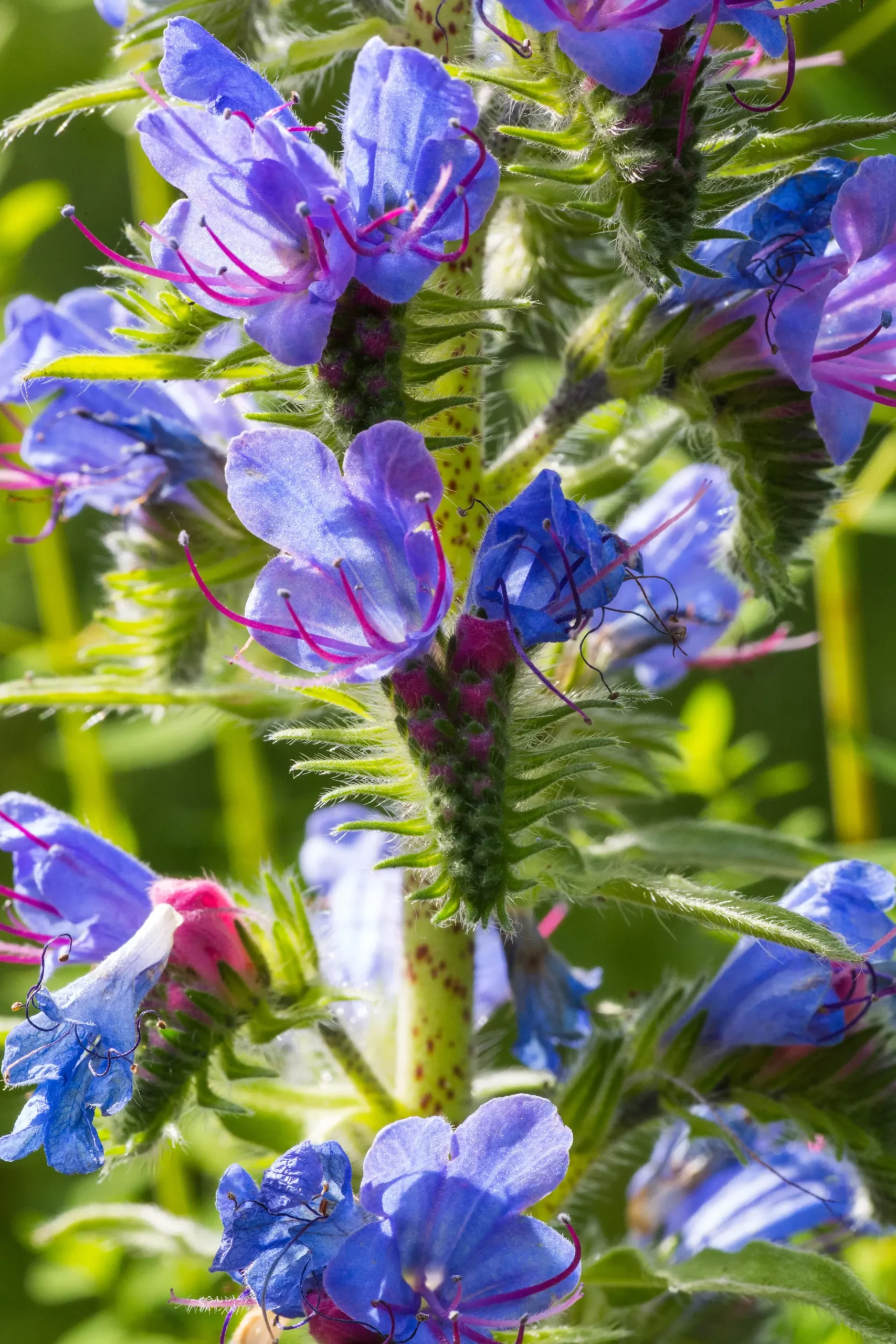 گل گاوزبان برای زنان: بررسی جامع خواص، فواید و نکات احتیاطی