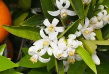 خواص عرق بهار نارنج برای کودکان: بررسی علمی فواید، خطرات و نکات ایمنی