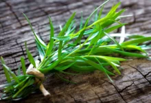 خواص ترخون برای مردان: بررسی جامع فواید، خطرات و راهکارهای مصرف