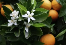 خواص عرق بهار نارنج برای سلامت و مدیریت وزن: بررسی علمی و جامع
