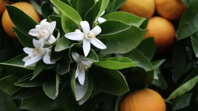 خواص عرق بهار نارنج برای سلامت و مدیریت وزن: بررسی علمی و جامع