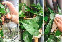 چه کودی برای پتوس مناسب است؟راهنمای کامل کوددهی