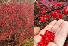 خواص آب زرشک برای کلیه: بررسی علمی فواید، خطرات و نحوه مصرف