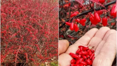 خواص آب زرشک برای کلیه: بررسی علمی فواید، خطرات و نحوه مصرف