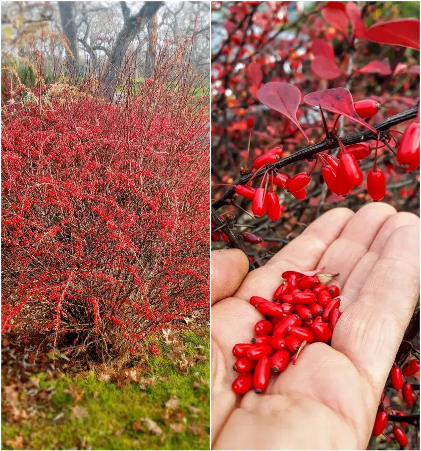 خواص آب زرشک برای کلیه: بررسی علمی فواید، خطرات و نحوه مصرف