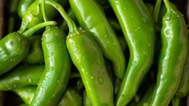 خواص سمنو در بارداری: راهنمای علمی برای تغذیه ایمن و مغذی