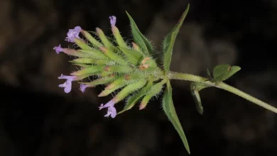 خواص کاکوتی برای سرماخوردگی: شواهد علمی، نحوه مصرف و نکات احتیاطی