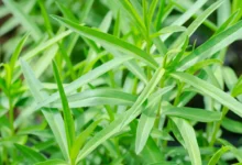 خواص ترخون برای مو و پوست سر: بررسی جامع و علمی