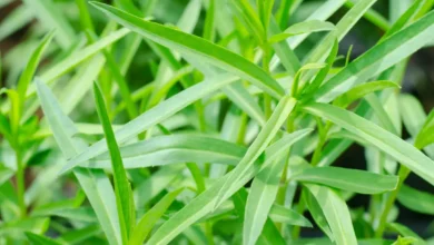 خواص ترخون برای مو و پوست سر: بررسی جامع و علمی