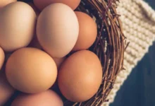 خواص تخم مرغ برای پوست: حقیقت یا افسانه؟ (یک بررسی جامع و علمی)