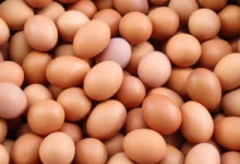 خواص کامل تخم مرغ برای پوست صورت: راهنمای جامع و علمی