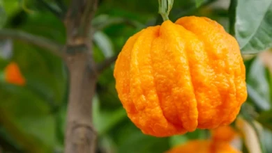 خواص آب نارنج برای غلظت خون: افسانه یا واقعیت؟ بررسی علمی فواید، خطرات و موارد احتیاط
