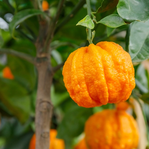 خواص آب نارنج برای غلظت خون: افسانه یا واقعیت؟ بررسی علمی فواید، خطرات و موارد احتیاط
