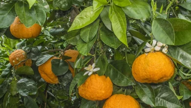 خواص آب نارنج برای سرماخوردگی: بررسی علمی، فواید، عوارض و نکات احتیاطی