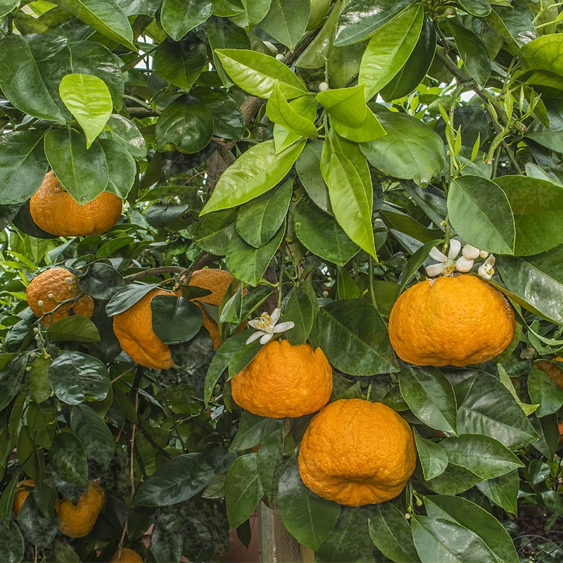 خواص آب نارنج برای سرماخوردگی: بررسی علمی، فواید، عوارض و نکات احتیاطی