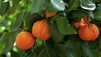 خواص شگفت‌انگیز آب نارنج برای سلامت قلب و عروق: نگاهی علمی و جامع