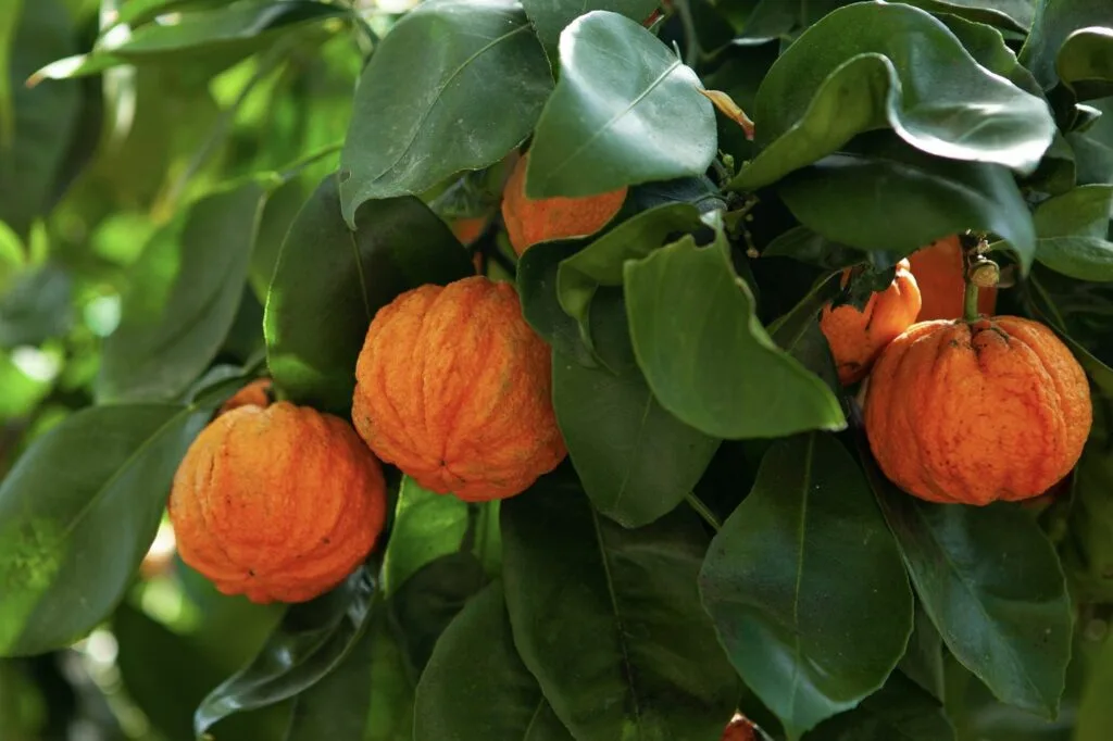 خواص شگفت‌انگیز آب نارنج برای سلامت قلب و عروق: نگاهی علمی و جامع
