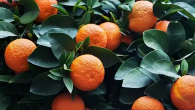 خواص آب نارنج برای فشار خون: بررسی علمی، فواید و خطرات احتمالی
