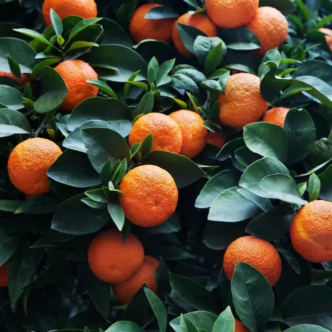 خواص آب نارنج برای فشار خون: بررسی علمی، فواید و خطرات احتمالی