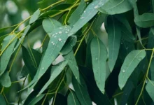 خواص اکالیپتوس برای سرماخوردگی: از علم تا کاربرد