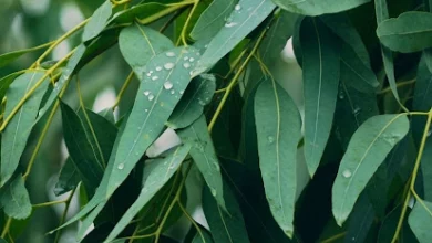 خواص اکالیپتوس برای سرماخوردگی: از علم تا کاربرد