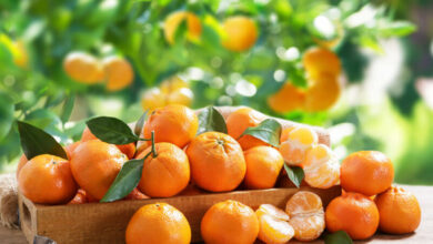 خواص نارنگی برای پوست صورت: یک بررسی جامع و علمی