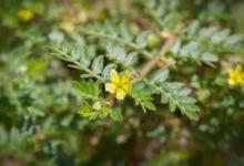 خواص خارخاسک برای زنان: فواید، کاربردها و نکات مصرف