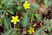 خارخاسک (Tribulus Terrestris): از تنظیم هورمونی تا تقویت سلامت رحم و تخمدان