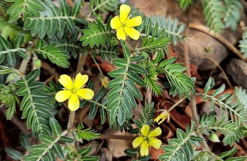 خارخاسک (Tribulus Terrestris): از تنظیم هورمونی تا تقویت سلامت رحم و تخمدان