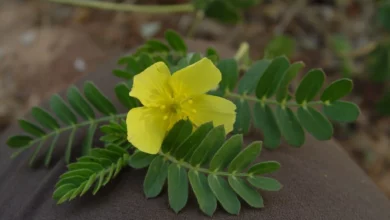 خواص خارخاسک برای کبد: فواید، عوارض و نکات مهم
