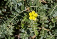 خواص خارخاسک برای کلیه: بررسی فواید، عوارض و روش مصرف ایمن