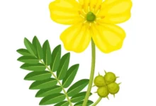 خواص خارخاسک برای معده و دستگاه گوارش: بررسی جامع علمی و نکات احتیاطی