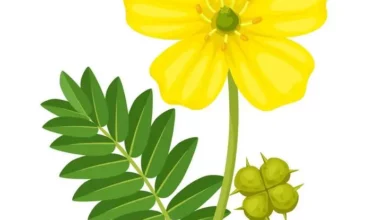 خواص خارخاسک برای معده و دستگاه گوارش: بررسی جامع علمی و نکات احتیاطی