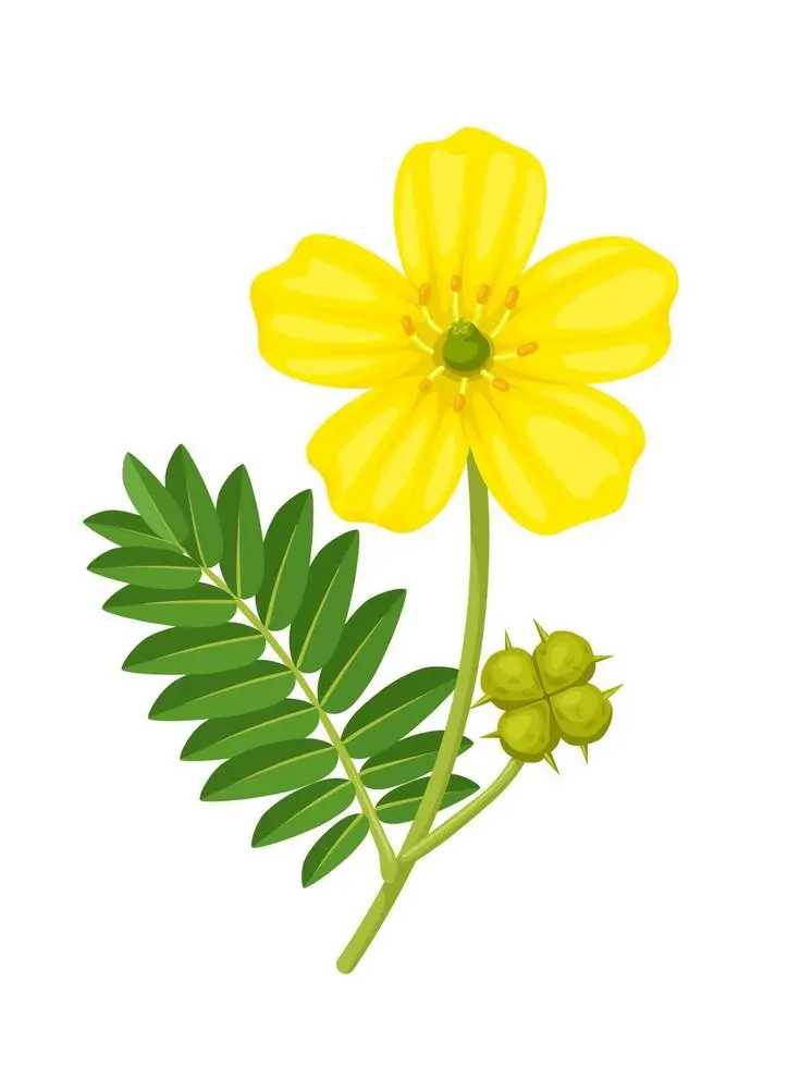 خواص خارخاسک برای معده و دستگاه گوارش: بررسی جامع علمی و نکات احتیاطی