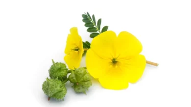 خارخاسک: از ادعا تا واقعیت علمی درباره خواص لاغری