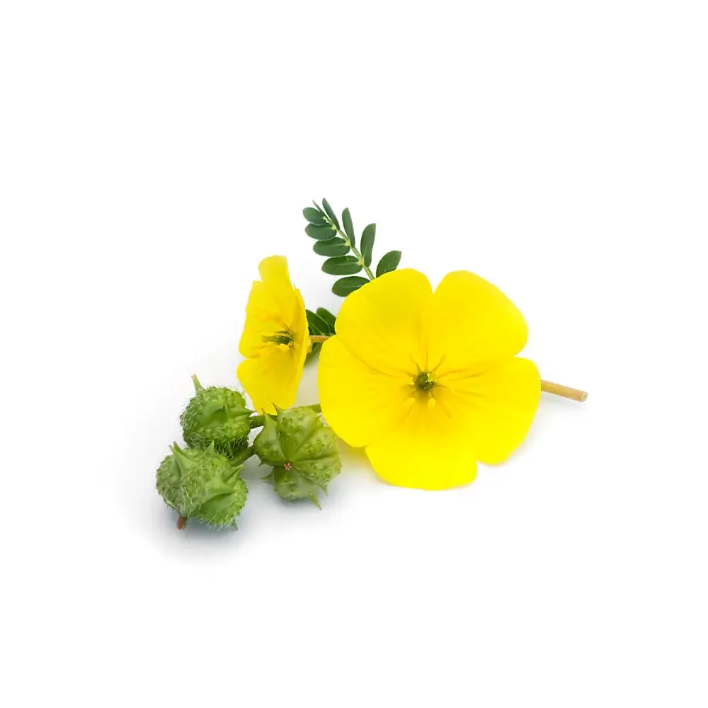 خارخاسک: از ادعا تا واقعیت علمی درباره خواص لاغری
