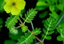 خواص خارخاسک برای نعوظ: بررسی دقیق شواهد علمی، مکانیسم اثر و نکات ایمنی