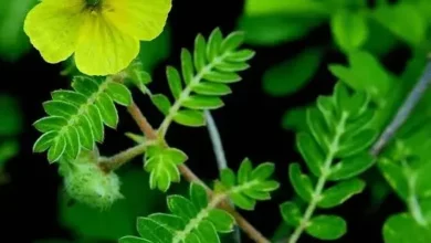 خواص خارخاسک برای نعوظ: بررسی دقیق شواهد علمی، مکانیسم اثر و نکات ایمنی