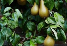 گلابی و سرماخوردگی؛ میوه‌ای آرام‌بخش برای تسکین علائم