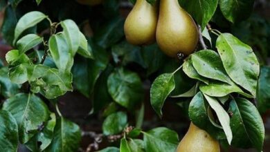 گلابی و سرماخوردگی؛ میوه‌ای آرام‌بخش برای تسکین علائم