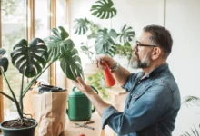 برگ انجیری چقدر آب میخواد؟