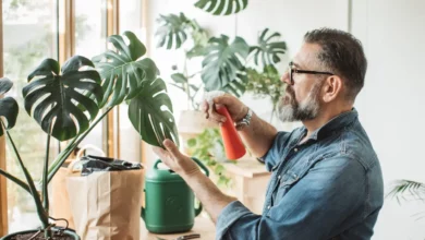 برگ انجیری چقدر آب میخواد؟