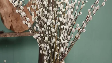 خواص بیدمشک برای کم خونی؛ بررسی علمی و کاربردی