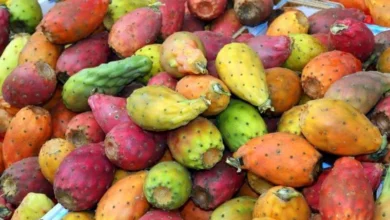 میوه کاکتوس از کجا بخرم؟از کجا، چگونه و با چه قیمتی؟