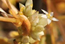 خواص افتیمون برای رحم: بررسی علمی فواید، عوارض و نحوه مصرف