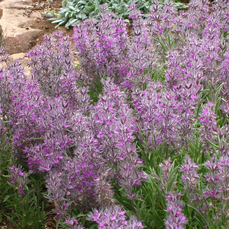 چای کوهی، گیاهی باستانی با فواید مدرن برای سلامت روان چای کوهی، گیاهی باستانی با فواید مدرن برای سلامت روان