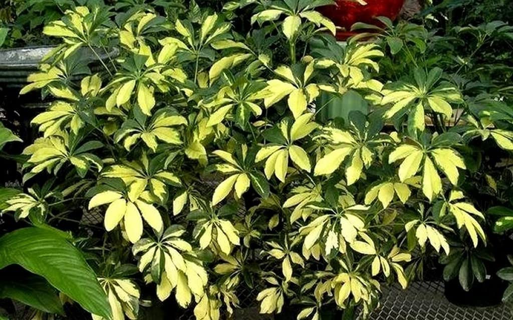 برای پرپشت شدن شفلرا چه کنیم؟راهنمای کامل مراقبت و نگهداری برای پرپشت شدن شفلرا چه کنیم؟راهنمای کامل مراقبت و نگهداری